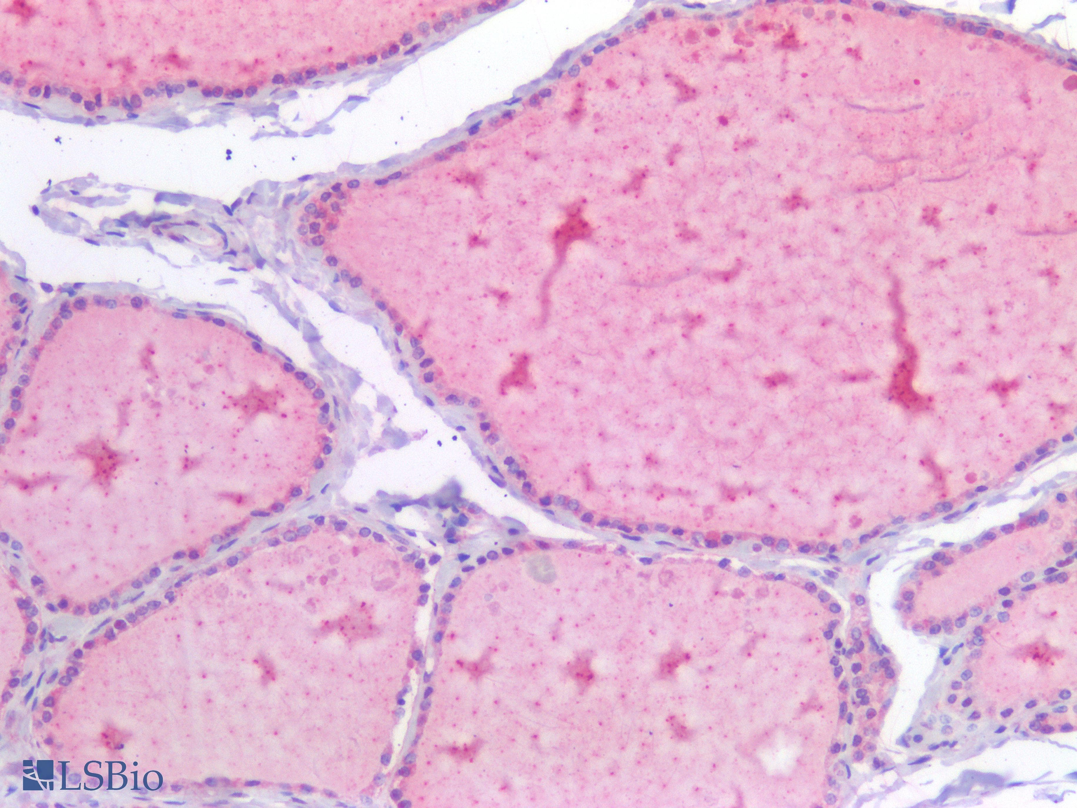 PathPlus™ USP19 Antibody