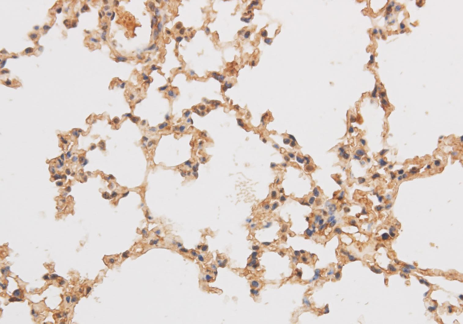 SF3A3 / SF3a60 Antibody