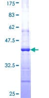 Human AGO1 / EIF2C Protein (Recombinant GST)