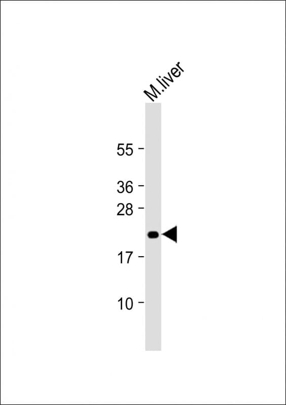 MIF4GD Antibody (C-Terminus)