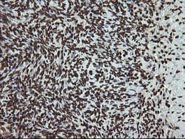PCDH7 Antibody (clone OTI1F7)