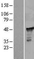 PGD Protein (Over-Expression Lysate Myc-DDK (Flag))