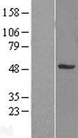 SNX5 Protein (Over-Expression Lysate Myc-DDK (Flag))