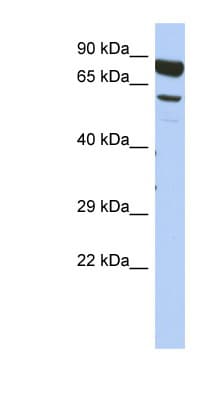 DPY19L4 Antibody (aa575-624)