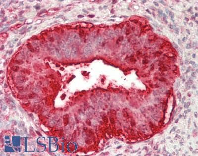 IHC-plus™ PSMA3 Antibody (aa205-255)