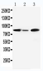 MCM5 Antibody (aa720-734)