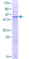 Human GRPEL2 Protein (Recombinant GST)