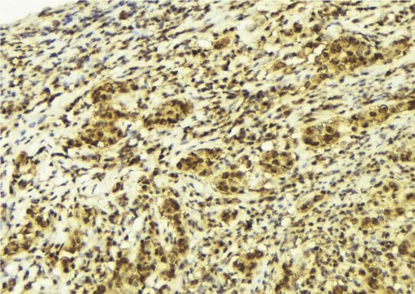 CTNNBL1 / NAP Antibody