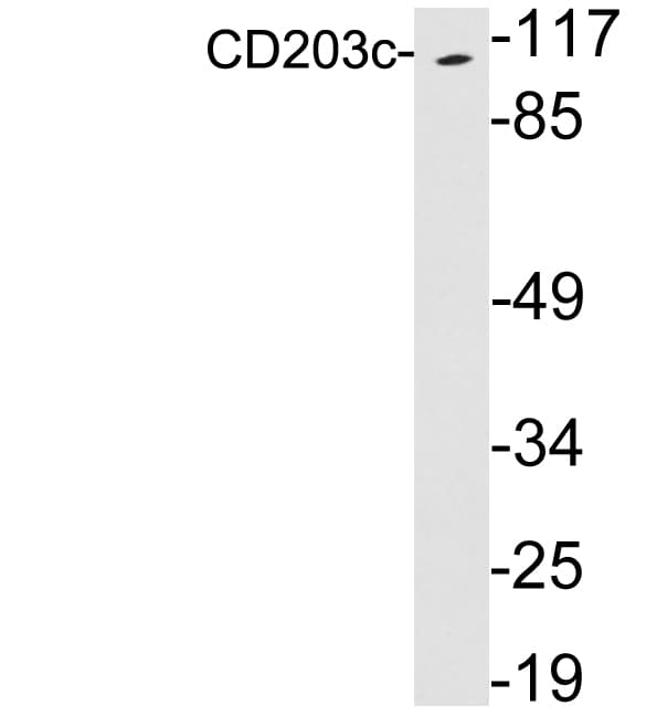 ENPP3 / CD203c Antibody (aa717-766)