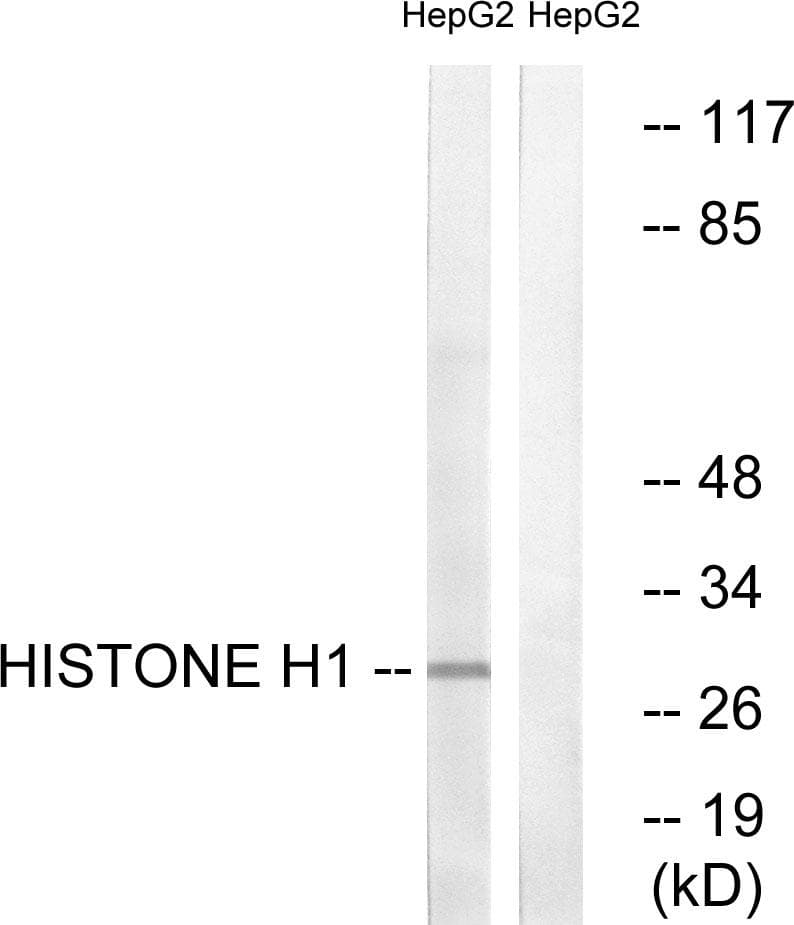 Histone H1 Antibody (p17)