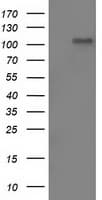 LEMD3 / MAN1 Antibody (clone OTI3C8, Carrier-free)
