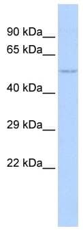 NFI / NFIC Antibody (aa323-372)