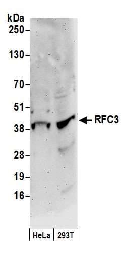 RFC3 Antibody (aa80-110)