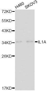 IL1A / IL-1 Alpha Antibody