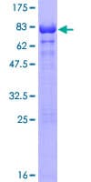 Human TERF2IP / RAP1 Protein (Recombinant GST)