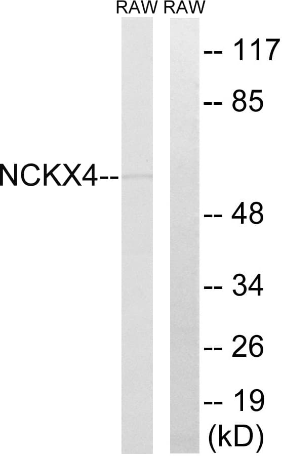 SLC24A4 / NCKX4 Antibody (aa328-377)