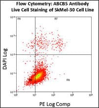 IHC-plus™ Polyclonal Rabbit anti-Human ABCB5 Antibody (aa1-30, IHC, WB)