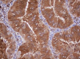 IDH1 / IDH Antibody (clone OTI3G9, Carrier-free)