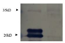 MIF Antibody (Preservative Free)