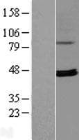 RPUSD4 Protein (Over-Expression Lysate Myc-DDK (Flag))
