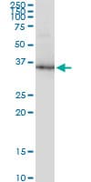Monoclonal Mouse anti-Human GAPDH Antibody (clone 3C2, WB)