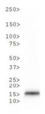HIST3H3 Antibody (phospho-Thr6/Me3-Lys9)