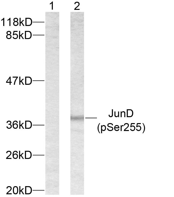 Polyclonal Rabbit anti-Human AP-1 / JUND Antibody (phospho-Ser255, IHC, WB)