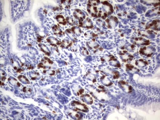 BrdU Antibody (clone 2H8)