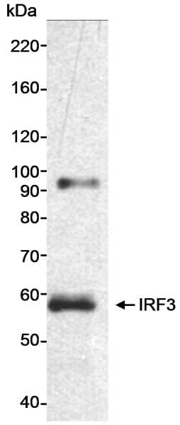 Polyclonal Rabbit anti-Human IRF3 Antibody (aa100-150, IHC, WB)