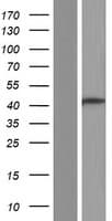 GREB1 Protein (Over-Expression Lysate Myc-DDK (Flag))