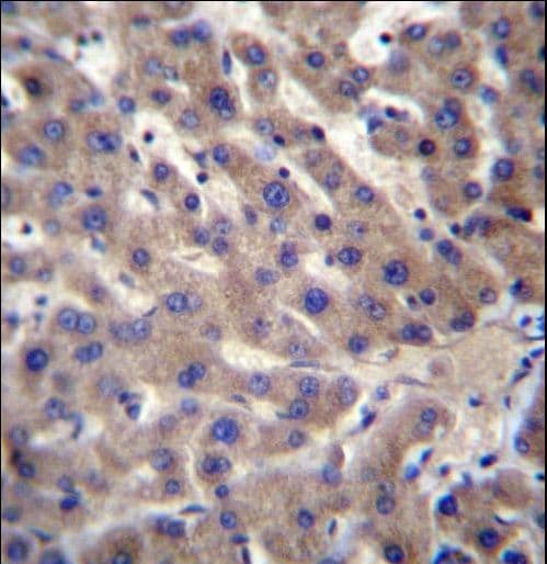 CNTLN Antibody (aa199-227)