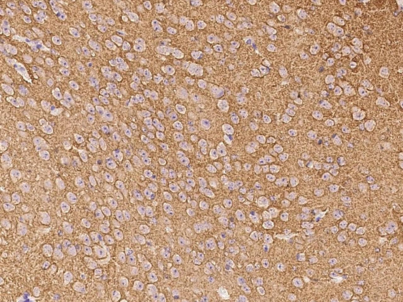 SNAP25 Antibody (Preservative Free)