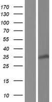 RPS3A / Ribosomal Protein S3A (Over-Expression Lysate Myc-DDK (Flag))