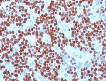 NKX2-2 Antibody (clone NX2/294, Ready-to-Use)