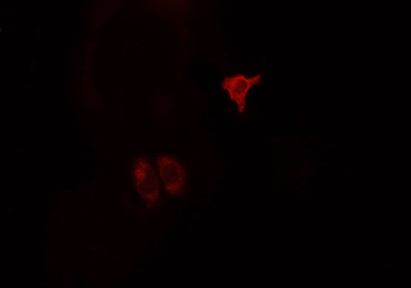 CD9 Antibody