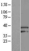 ARMCX3 Protein (Over-Expression Lysate Myc-DDK (Flag))