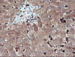 SERPINB1 Antibody (clone OTI4B3)
