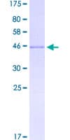 Human PRR13 Protein (Recombinant GST)