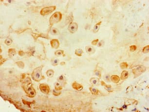 Polyclonal Rabbit anti-Human TSPAN14 Antibody