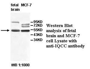 IQCC Antibody (aa5-170)