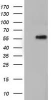 TCP11L2 Antibody (clone OTI2A10)