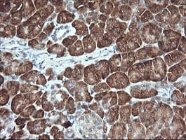 MAP2K1 / MKK1 / MEK1 Antibody (clone OTI3C1, Carrier-free)