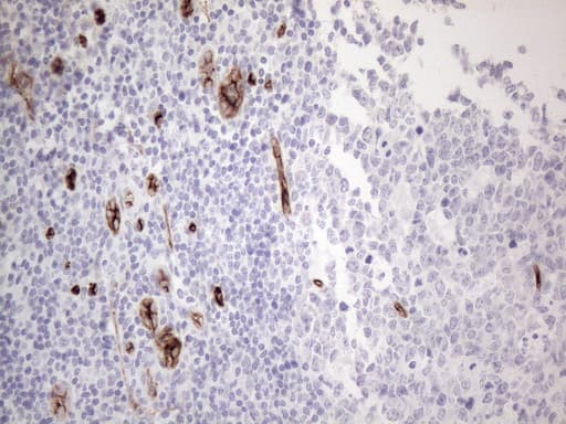 CD34 Antibody (aa312-385, clone OTI11A5)