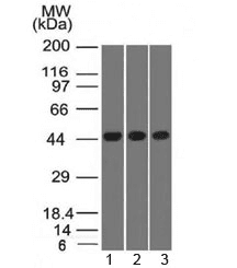 Monoclonal Mouse anti-Human NAPSA / NAPA / Napsin A Antibody (clone NAPSA/1238, Azide-free,BSA-free, IHC, IF, WB)