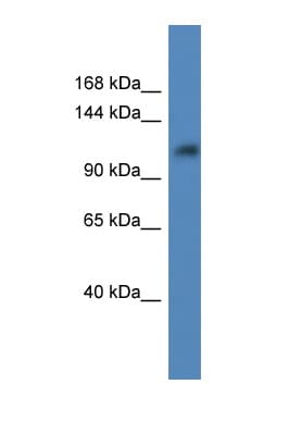 ANKRD27 Antibody (aa640-689)