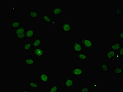 INTS10 Antibody