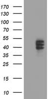 Carboxypeptidase O / CPO Antibody (clone OTI1G3)