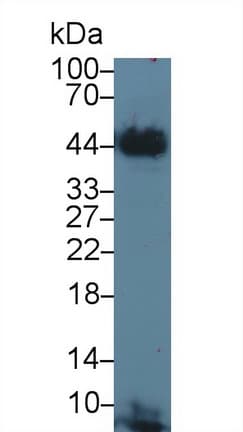F3 / CD142 / Tissue factor Antibody (aa36-292, Biotin)