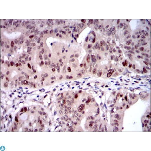 KIF22 / OBP Antibody