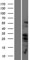 Human BBC3 / PUMA Protein (Over-Expression Lysate Myc-DDK (Flag))